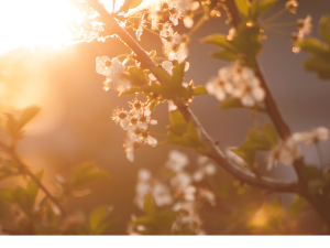 Seasonal Clean-Up: Why Spring is the Best Time to Hire a Skip Bin