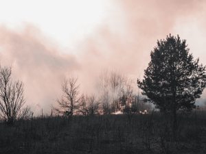Preparing Your Property for Bushfire Season: Clearing Green Waste Safely